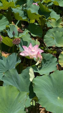 美らヤシパークオキナワ・東南植物楽園に投稿された画像（2024/7/17）