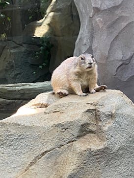 神戸どうぶつ王国に投稿された画像（2024/7/17）