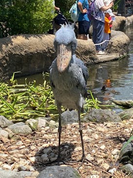 神戸どうぶつ王国に投稿された画像（2024/7/17）