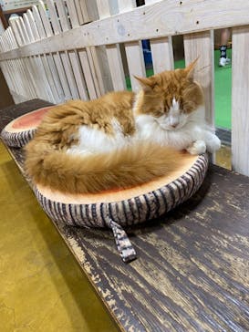 神戸どうぶつ王国に投稿された画像（2024/7/17）