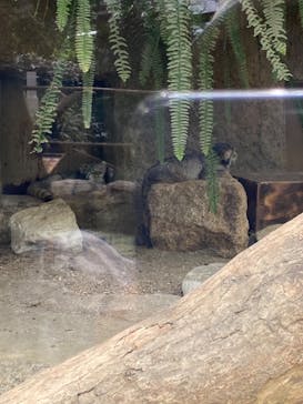 神戸どうぶつ王国に投稿された画像（2024/7/17）