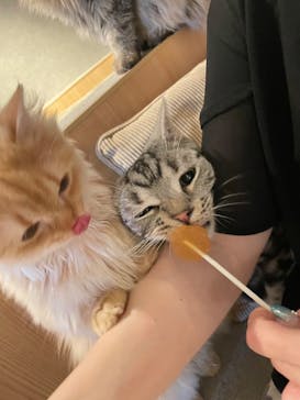 猫カフェモカ　神戸三宮店に投稿された画像（2024/7/17）