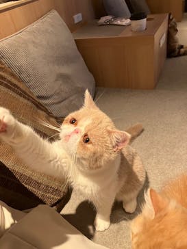 猫カフェモカ　神戸三宮店に投稿された画像（2024/7/17）