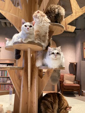 猫カフェモカ　神戸三宮店に投稿された画像（2024/7/17）