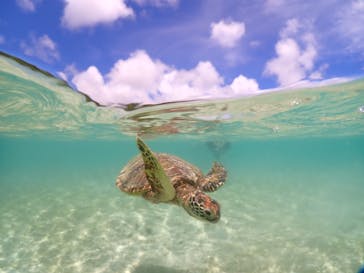 初心者専門宮古島シュノーケリングツアーに投稿された画像（2024/7/17）