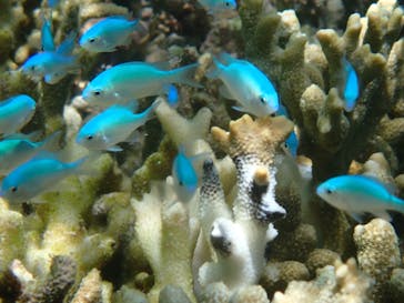 初心者専門宮古島シュノーケリングツアーに投稿された画像（2024/7/17）