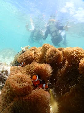 初心者専門宮古島シュノーケリングツアーに投稿された画像（2024/7/17）