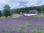 たんばらラベンダーパークに投稿された画像（2024/7/17）