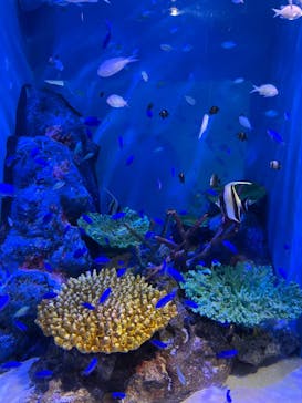 竹島水族館に投稿された画像（2024/7/17）