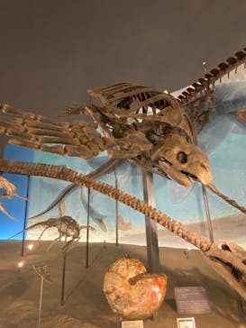 福井県立恐竜博物館に投稿された画像（2024/7/17）