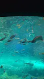 新江ノ島水族館に投稿された画像（2024/7/17）