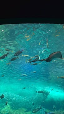 新江ノ島水族館に投稿された画像（2024/7/17）