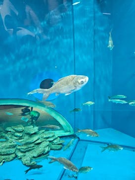 滋賀県立琵琶湖博物館に投稿された画像（2024/7/17）