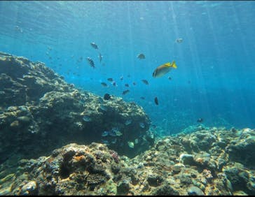 武藤潜水に投稿された画像（2024/7/18）