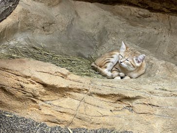 那須どうぶつ王国に投稿された画像（2024/7/18）