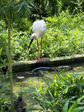 多摩動物公園に投稿された画像（2024/7/18）