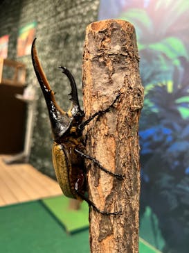 体感するファーブル昆虫展in横浜赤レンガ倉庫に投稿された画像（2024/7/18）