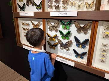 体感するファーブル昆虫展in横浜赤レンガ倉庫に投稿された画像（2024/7/18）