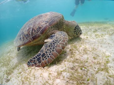 初心者専門宮古島シュノーケリングツアーに投稿された画像（2024/7/18）