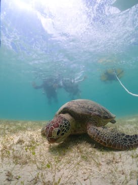 初心者専門宮古島シュノーケリングツアーに投稿された画像（2024/7/18）