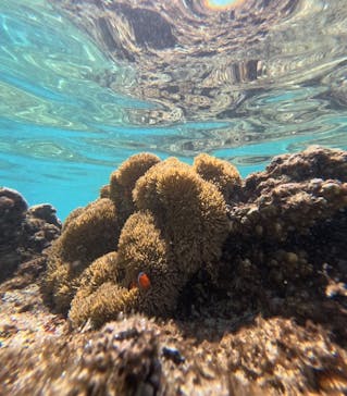 nico 宮古島に投稿された画像（2024/7/18）