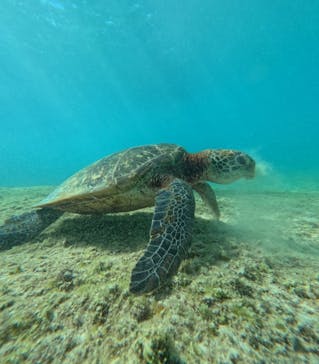 nico 宮古島に投稿された画像（2024/7/18）