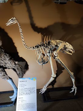 巨大恐竜展2024に投稿された画像（2024/7/18）