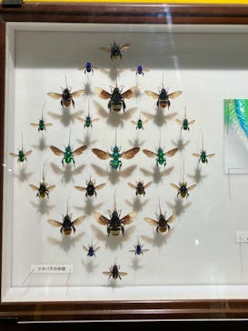 特別展「昆虫 MANIAC」（国立科学博物館）に投稿された画像（2024/7/18）