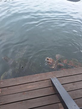 串本海中公園水族館に投稿された画像（2024/7/18）