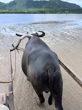 西表島 ADVENTURE PiPi（アドベンチャーピピ）に投稿された画像（2024/7/18）