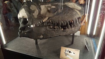 福井県立恐竜博物館に投稿された画像（2024/7/18）