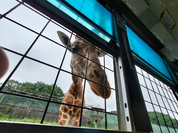 那須サファリパークに投稿された画像（2024/7/18）