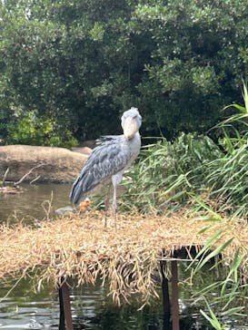 神戸どうぶつ王国に投稿された画像（2024/7/18）