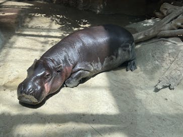 神戸どうぶつ王国に投稿された画像（2024/7/18）