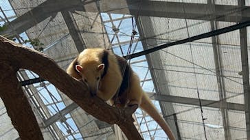 神戸どうぶつ王国に投稿された画像（2024/7/18）