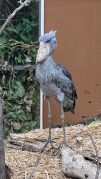 神戸どうぶつ王国に投稿された画像（2024/7/18）