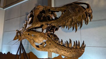 巨大恐竜展2024に投稿された画像（2024/7/18）