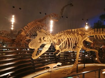 福井県立恐竜博物館に投稿された画像（2024/7/18）