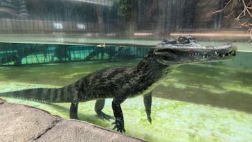 熱川バナナワニ園に投稿された画像（2024/7/18）