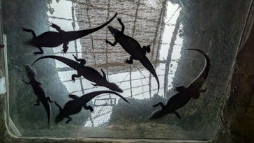 熱川バナナワニ園に投稿された画像（2024/7/18）