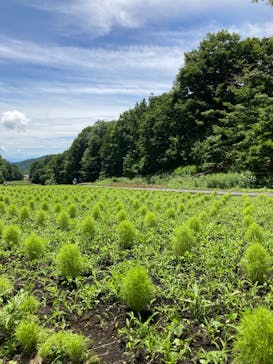 たんばらラベンダーパークに投稿された画像（2024/7/18）