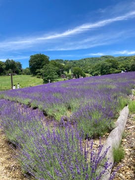 たんばらラベンダーパークに投稿された画像（2024/7/18）