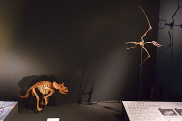 DinoScience 恐竜科学博 ～ララミディア大陸の恐竜物語～ 2024@OSAKAに投稿された画像（2024/7/18）