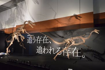 DinoScience 恐竜科学博 ～ララミディア大陸の恐竜物語～ 2024@OSAKAに投稿された画像（2024/7/18）