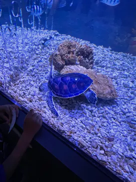 すみだ水族館に投稿された画像（2024/7/18）