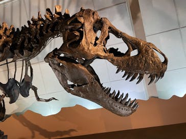 巨大恐竜展2024に投稿された画像（2024/7/18）