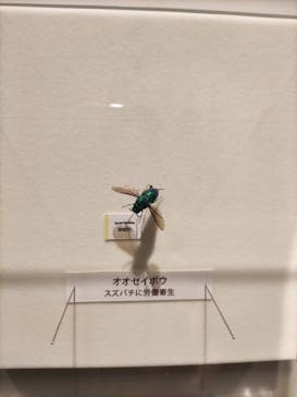 特別展「昆虫 MANIAC」（国立科学博物館）に投稿された画像（2024/7/18）