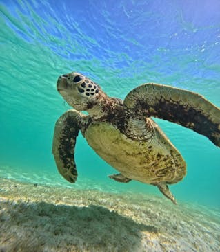 nico 宮古島に投稿された画像（2024/7/18）