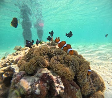 nico 宮古島に投稿された画像（2024/7/18）