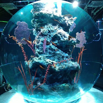 AQUARIUM × ART　atoa×神戸どうぶつ王国に投稿された画像（2024/7/18）